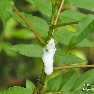 アワフキムシ科の写真
