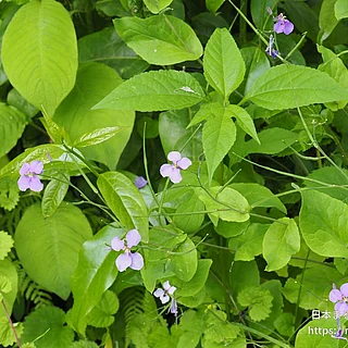ショカツサイ（花）の写真