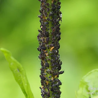 ギシギシアブラムシの写真