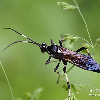 ヒメバチ科（成虫）の写真