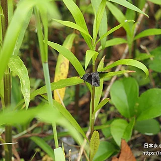 タイワンキシタアツバ（成虫）の写真