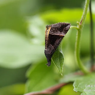 クロキシタアツバ（成虫）の写真