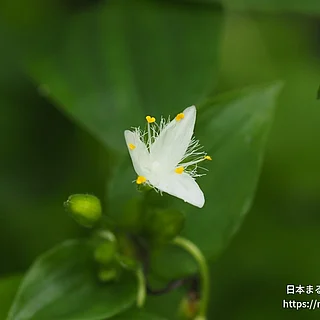 ミドリハカタカラクサの写真