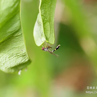 マダラコシボソハナアブ（成虫）の写真
