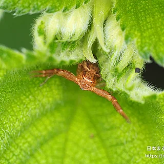 カニグモ属の写真