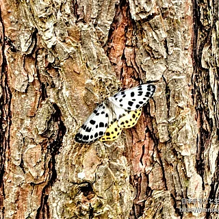 ヒョウモンエダシャク（成虫）の写真