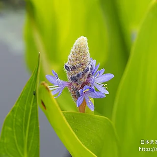 ナガバミズアオイ（花）の写真