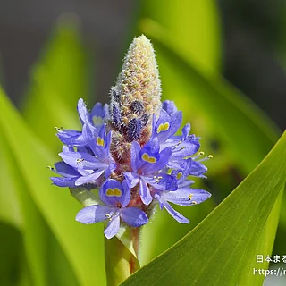 ナガバミズアオイ（花）の写真