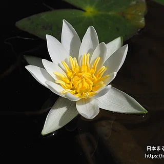 ヒツジグサ（花）の写真