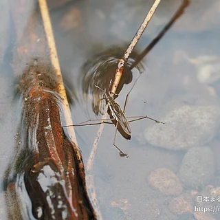 ヒメアメンボの写真
