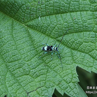 ラミーカミキリ（成虫）の写真