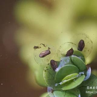 ヒガシニホンアマガエルの写真