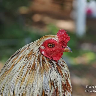 ニワトリの写真