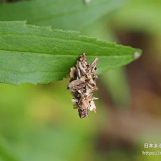 ミノガ科の写真