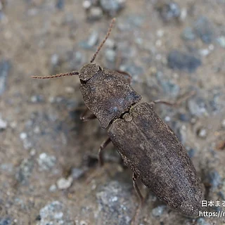 ホソサビキコリ（成虫）の写真