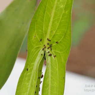 クワイクビレアブラムシの写真
