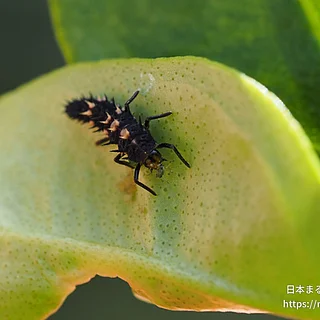 ダンダラテントウ（幼虫）の写真