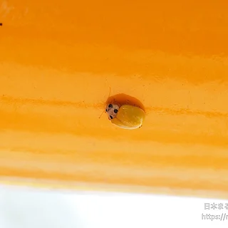 キイロテントウの写真