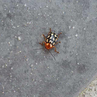 キボシツツハムシ（成虫）の写真