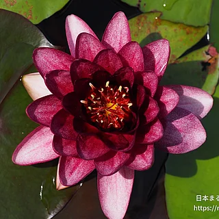 オールモストブラック（花）の写真
