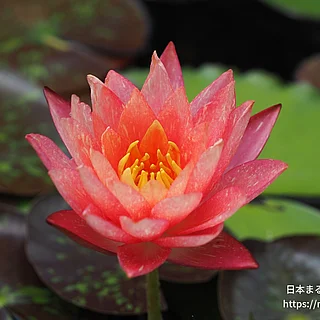 ワンビサ（花）の写真