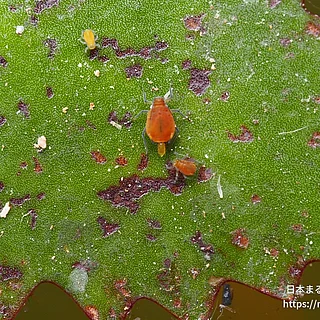 クワイクビレアブラムシの写真