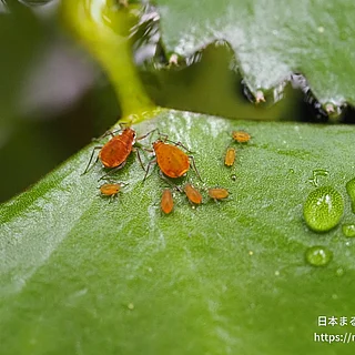 クワイクビレアブラムシの写真
