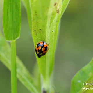 ヒメカメノコテントウ（成虫）の写真