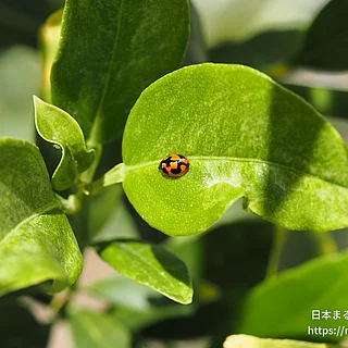 ヒメカメノコテントウ（成虫）の写真