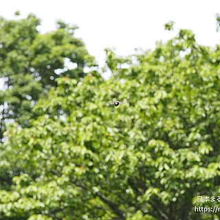 キムネクマバチ（成虫）の写真