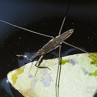 ナミアメンボの写真