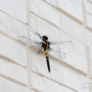 オオシオカラトンボ（成虫）の写真