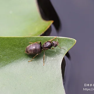 トビイロケアリ（成虫）の写真