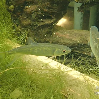 オイカワの写真
