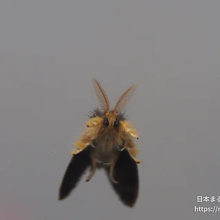 チャドクガ（成虫）の写真