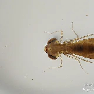 クロスジギンヤンマ（幼虫）の写真