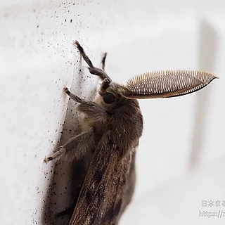 Lymantria属の写真