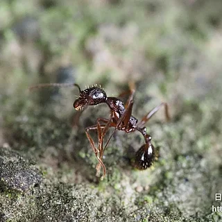 アシナガアリ（成虫）の写真