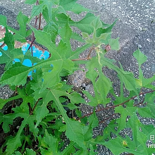 ヤマグワの写真