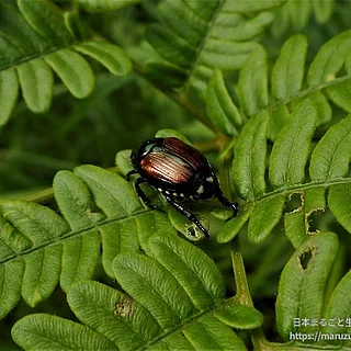 マメコガネ（成虫）の写真
