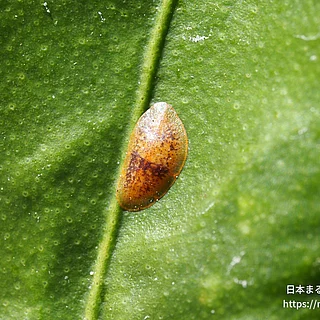 カタカイガラムシ科の写真