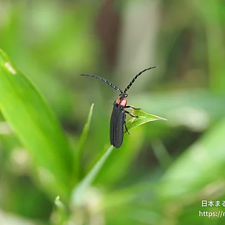 オバボタル（成虫）の写真