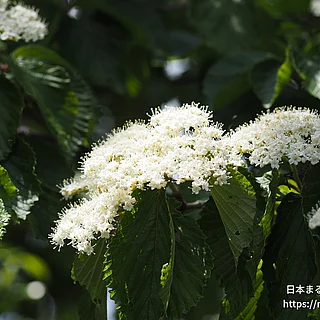 ガマズミ（花）の写真