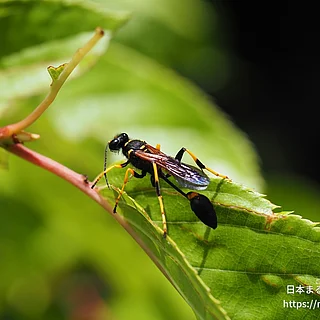アメリカジガバチ（成虫）の写真
