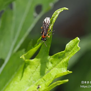 カブラハバチ（成虫）の写真