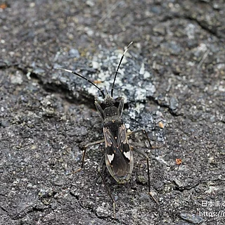オオモンシロナガカメムシ（成虫）の写真