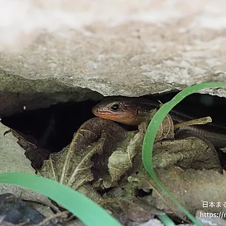 オカダトカゲの写真