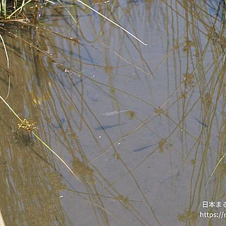 ヌマムツの写真