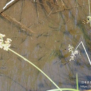 ミナミメダカの写真