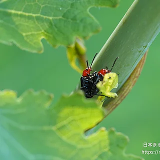 ヤマイモハムシ（成虫）の写真